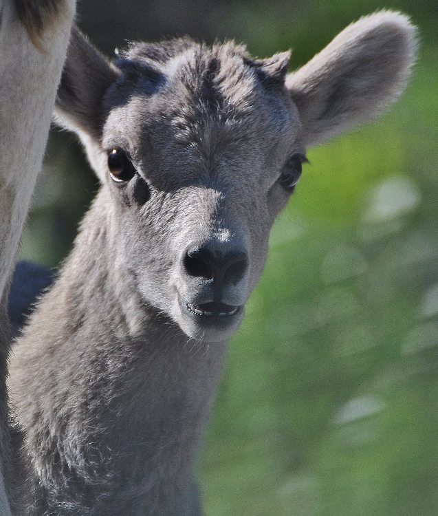 bighorn sheep closeup